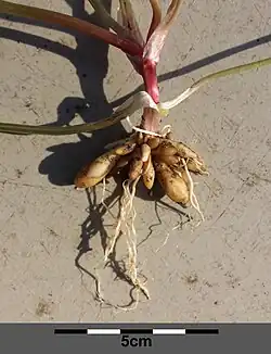 System korzeniowy z bulwami korzeniowymi