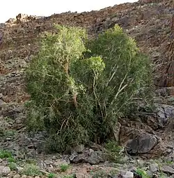 Ficus cordata w Namibii (2014)