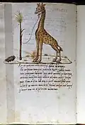 Kodeks z 1475-1500, Biblioteka Laurenziana
