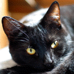 Obraz w palecie ograniczonej (web safe) rozproszony algorytmem F-S