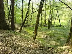 Las łęgowy w północnej części rezerwatu