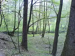 Las łęgowy w północnej części rezerwatu