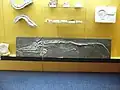 Skamieniałość ichtiozaura w Aquarium Finisterrae (A Coruña, Galicja (Hiszpania), Hiszpania)