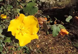Fremontodendron californicum
