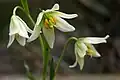Fritillaria liliacea
