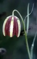 Fritillaria messanensis