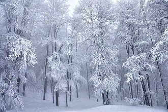 Walia Kalnda zimą (2013)