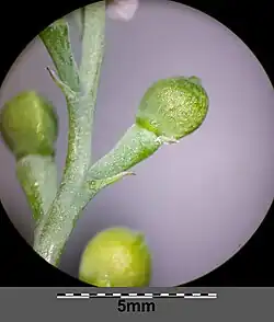 Owoc z szypułką i przysadką