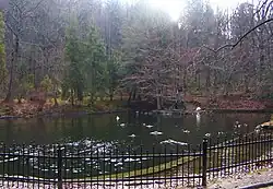 Stawek z łabędziami