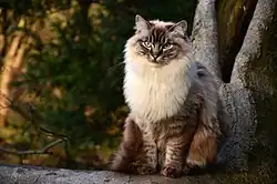 Ragdoll w umaszczeniu lynx