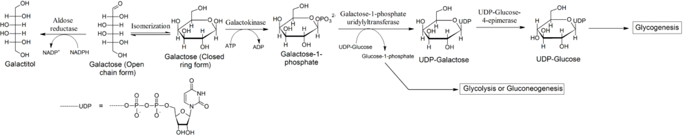 Metabolizm galaktozy