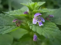 Kwiat z sercowatym wycięciem wargi dolnej