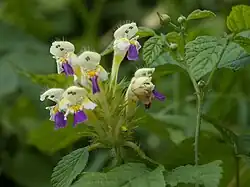 Poziewnik pstry – przodek