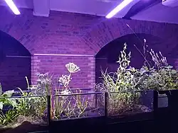 Wystawa czasowa "Rośliny Cybiny", 2018