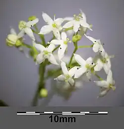 Fragment kwiatostanu