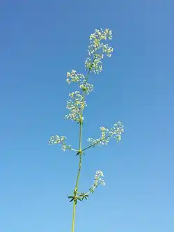 Podługowaty kwiatostan