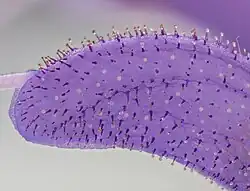 Ogruczolony płatek korony