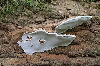 Lakownica europejska