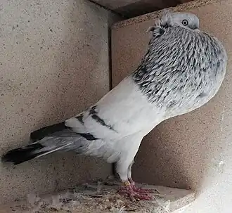 Garłacz górnośląski koroniasty