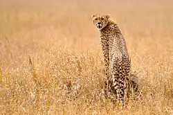 Gepard w Serengeti