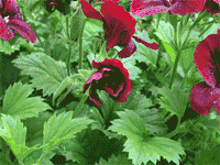 Wzrost i rozwój kwiatów