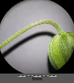 Szypułka przylegająco owłosiona