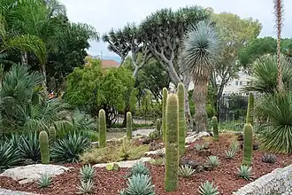 Kolekcja sukulentów (2022)