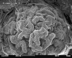 Kłębuszek nerkowy myszy, powiększenie 1000×