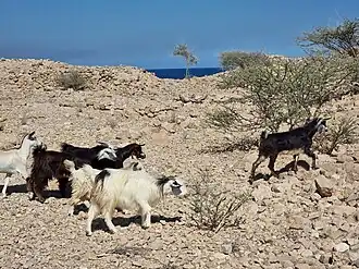 Wędrujące wśród ruin kozy (2022)