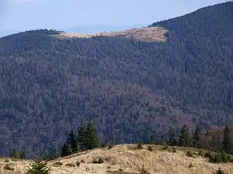 Widok ze Stawieńca na Gorc Kamienicki