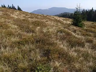 Widok z polany we wschodnim kierunku