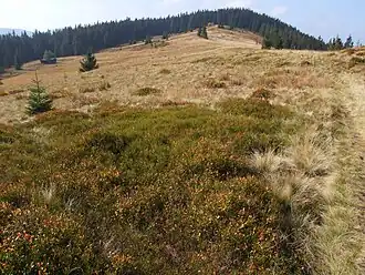 Widok z polany w kierunku Kudłonia