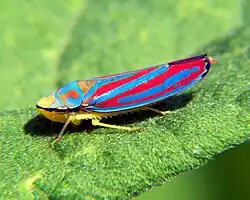 Graphocephala coccinea, USA (Cicadellinae)