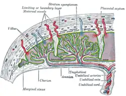 Schemat krążenia łożyskowego