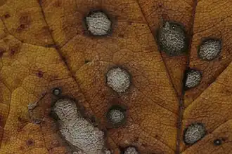 Plamy na dolnej stronie liścia