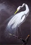 Czapla biała (Ardea alba)
