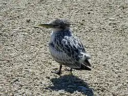Młode są w pełni opierzone po 35–43 dniach. Lady Elliot Island, Queensland