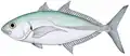 Caranx caballus