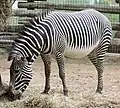 Zebra Greavy`ego (Equus grevyi)