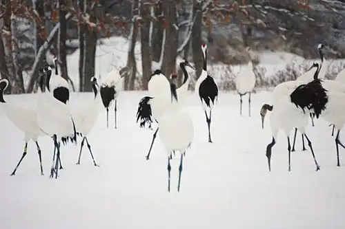 Park jest zimowym siedliskiem żurawi czerwonoczubych