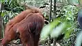 Odbyt orangutana
