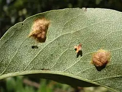 Nabrzmienia na dolnej stronie liścia pod plamami
