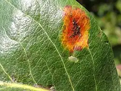 Plama na liściu gruszy wywołana przez nagoć sawinową