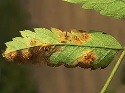 Ecja nagoci trzęsakowatej na liściu