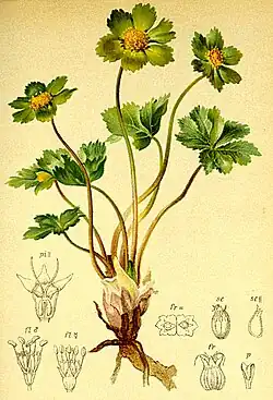 Malowana ilustracja z atlasu botanicznego przedstawia roślinę w całości. Z kłącza wyrastają cztery liście i cztery kwiaty. Na dole konturem narysowane są przekroje kwiatu i nasiona.