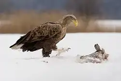 Dorosły bielik podchodzi do leżącej na śniegu, zamarzniętej i częściowo przysypanej śniegiem padliny. Widok z prawego profilu, na wysokości obserwatora
