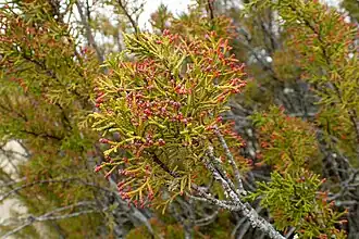 Halocarpus bidwillii