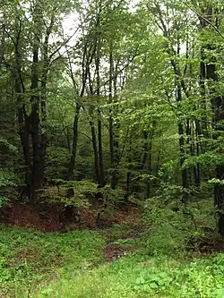 Lasy bukowe na zboczach grzbietu Koziego Żebra