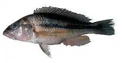 Haplochromis vonlinnei