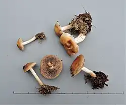 Włośnianka drobniutka